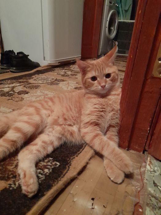 Рыжии,домашнии кот 19мес.!