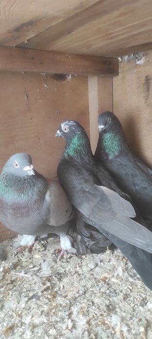 Голуби продаются