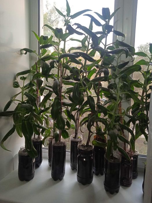 Каланхоэ  лечебный