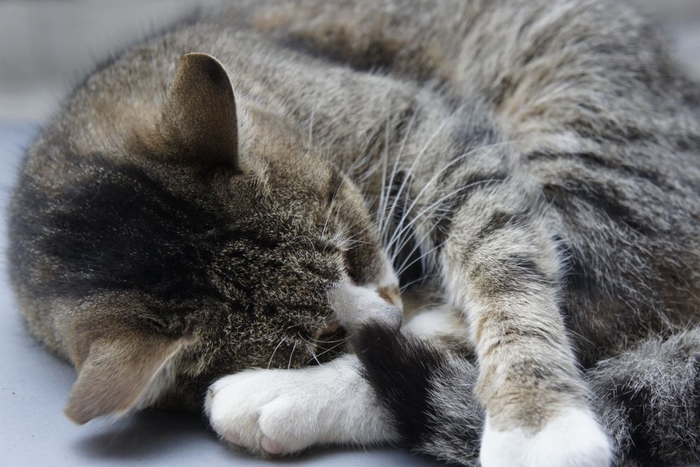 Sony NEX F3 + Sony SEL1855 (3x оптичен zoom)