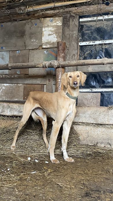 Казакски тазы собока