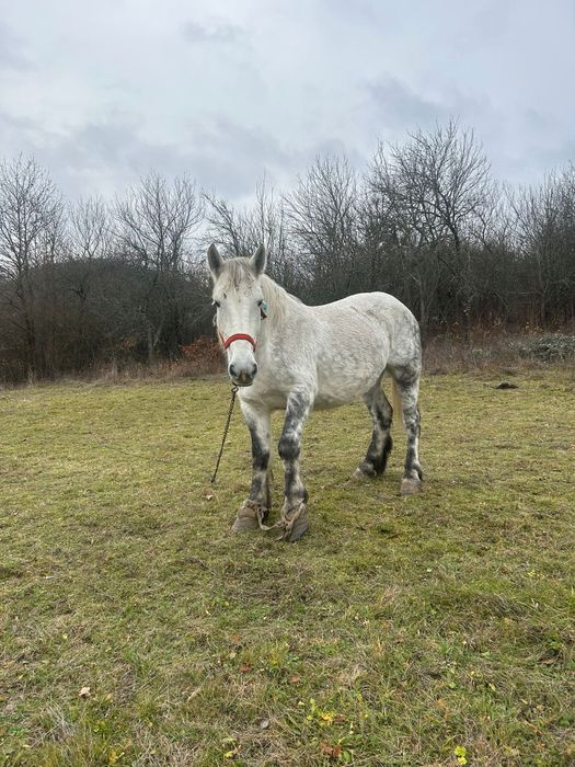 Vând iapă cu mânz