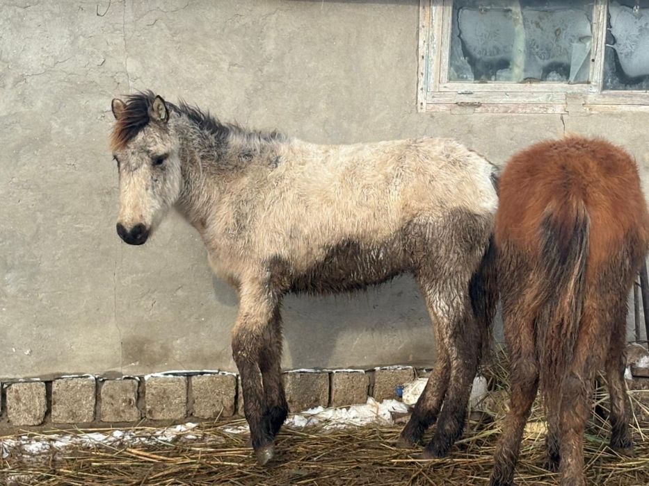 Жабағы соғым ет