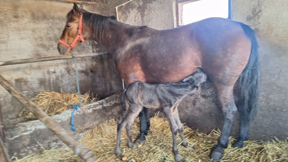 Vand iapa trapasa fatata