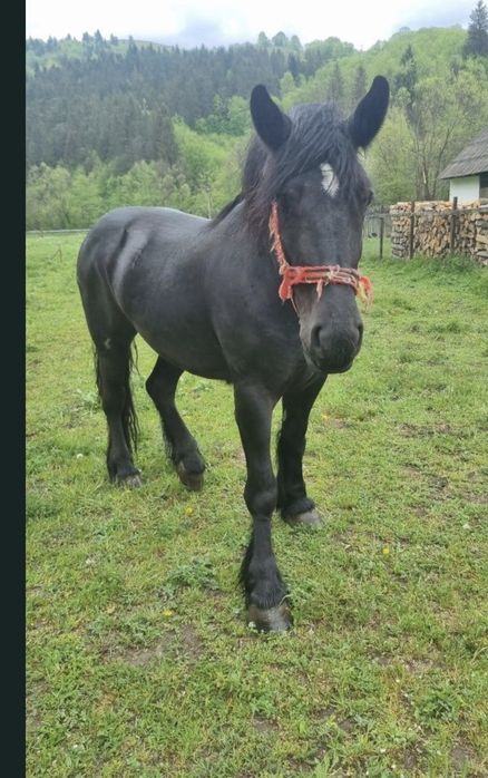 Iapă neagră de vânzare