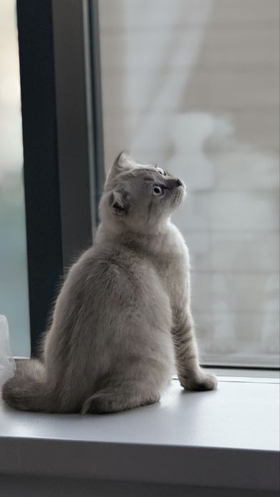 Кошка Шотладский висолухий