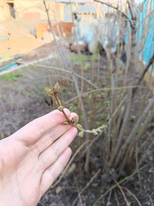 Саженцы сирени обыкновеной