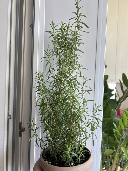 Продам розмарин