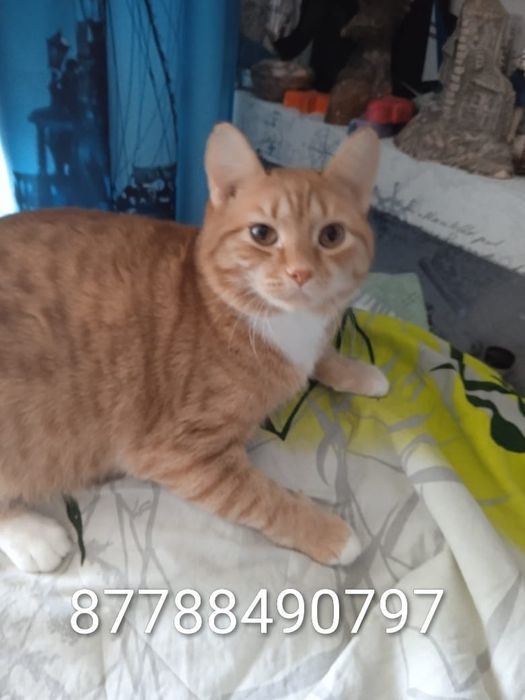 Рыжик ищет семью.