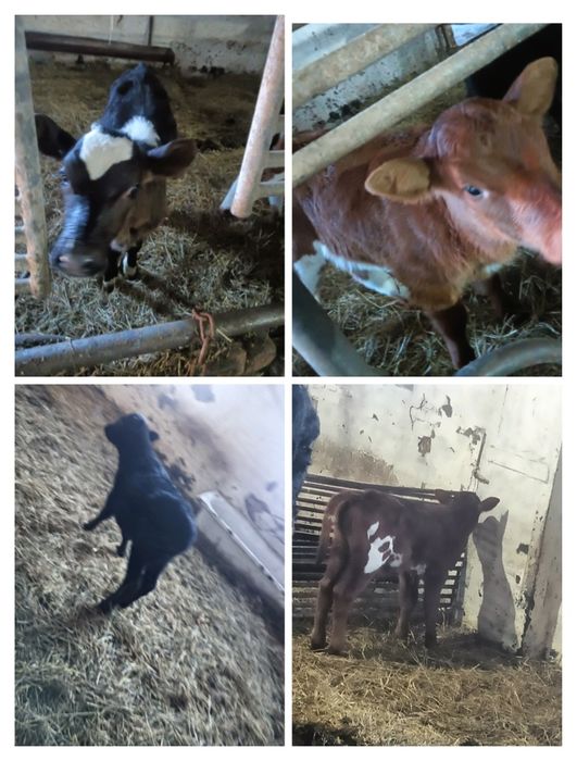 Продам 5 тёлочек