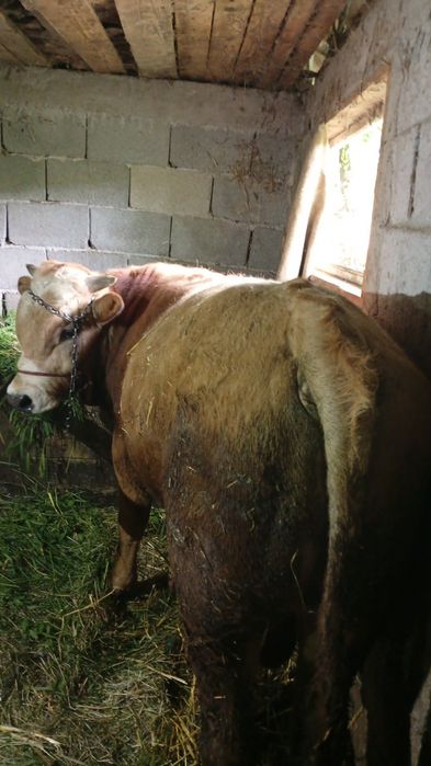 Vand 5 tauri frumosi si grasi