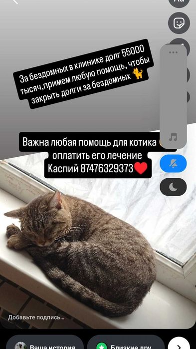 Важна любая помощь для кошечек