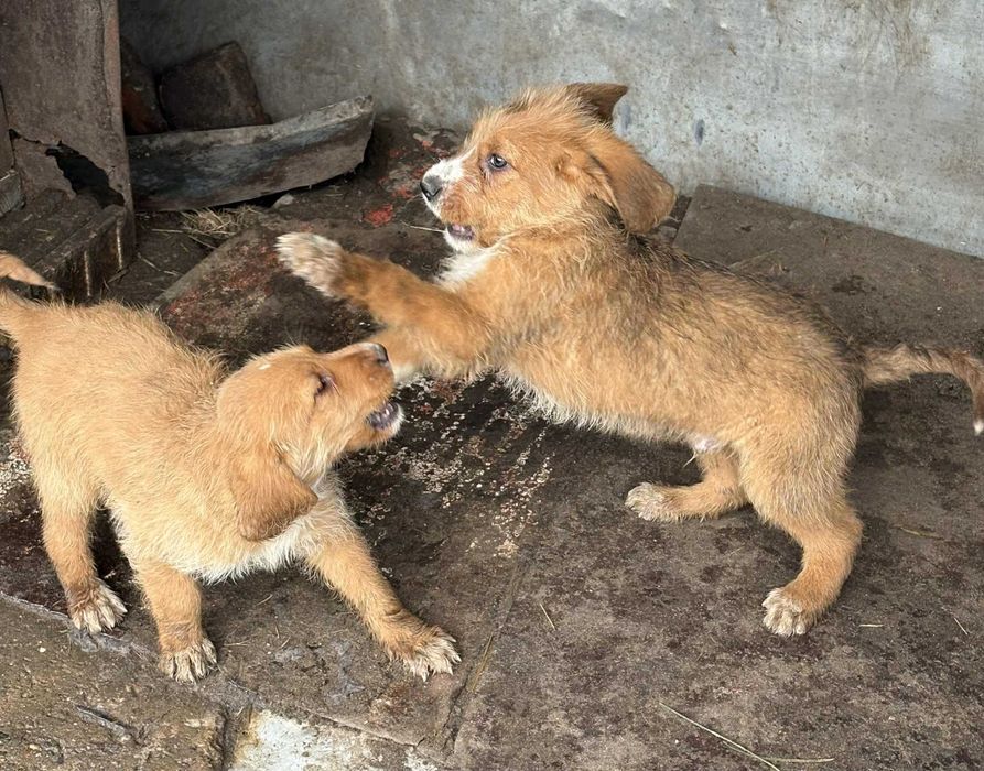Кучета порода Български барак