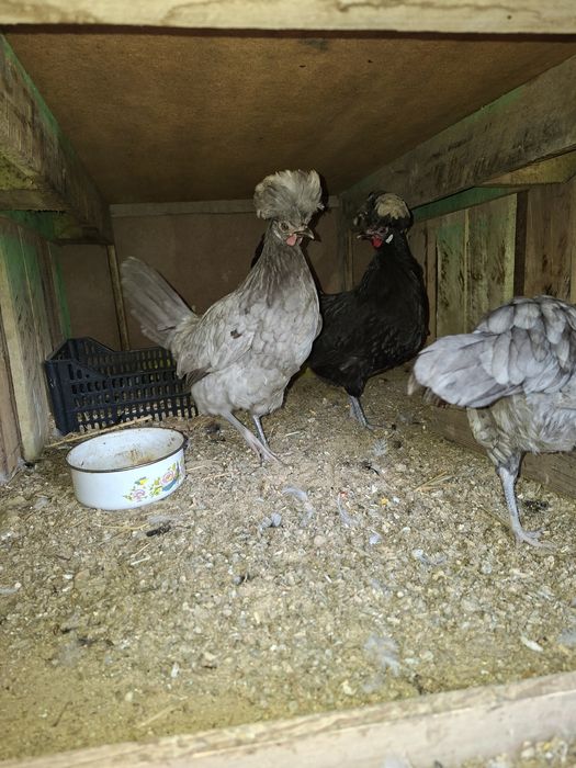 Gollandak tovuqlar sotuvda narxini kilishtirib biramiz