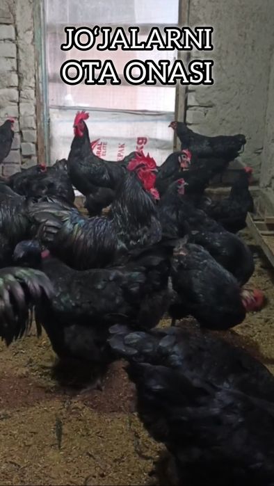 1 HAFTALIK JERSI GIGANT zotini JO‘JALARI Цыплята Джерсийский Гигант