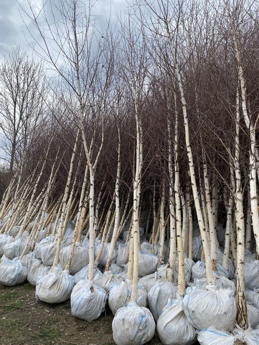 Mesteanca in coaja alba