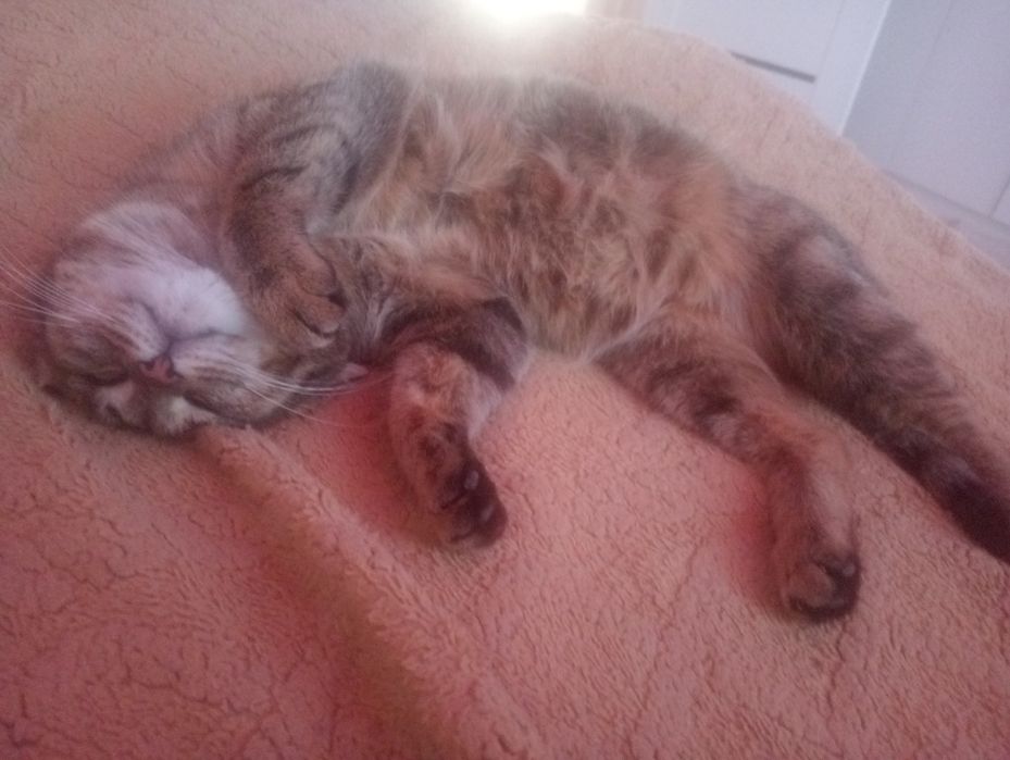 Отдам кошку в добрые руки