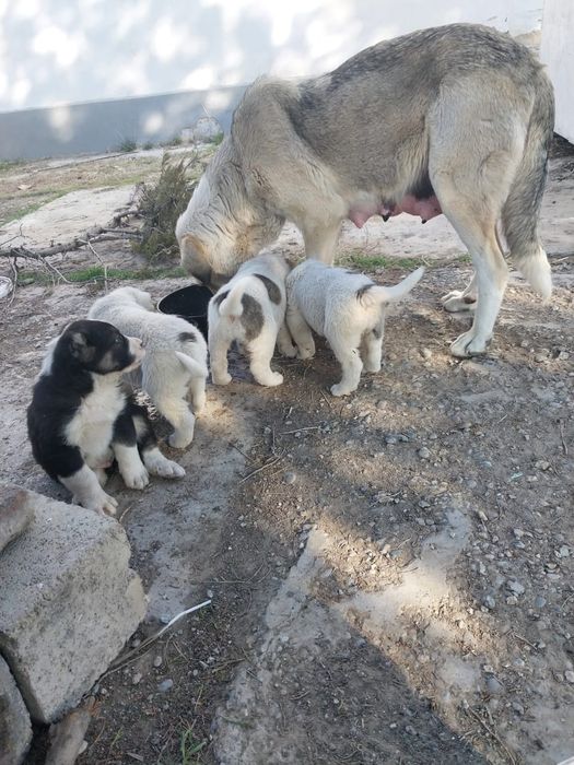 Төбет иттың күшіктеры