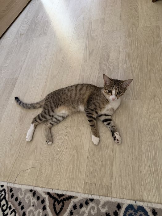 Mushuk beriladi yaxshi qarayman degan inson boʻlsa