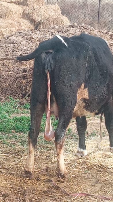 Ветеринар КРС ! МАЛ ДӘРІГЕРІ !