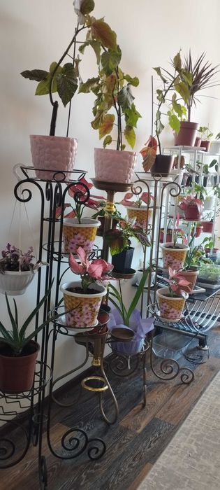 Комнатные цветы Шымкент