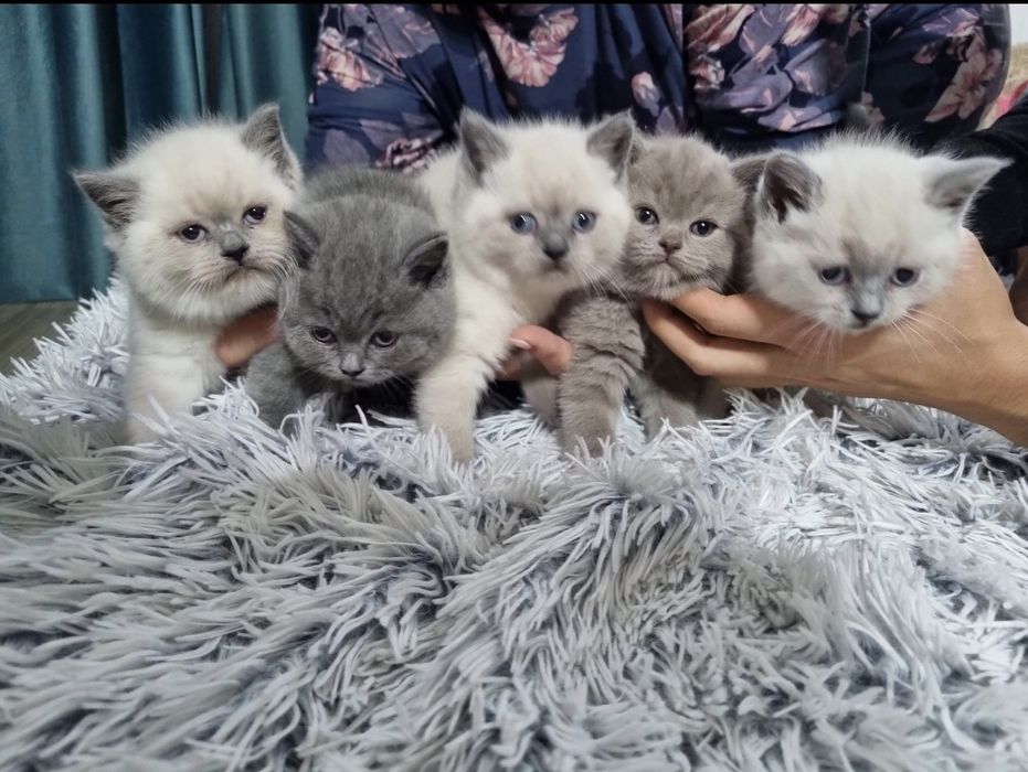 Pisoi British  băieței și fetite