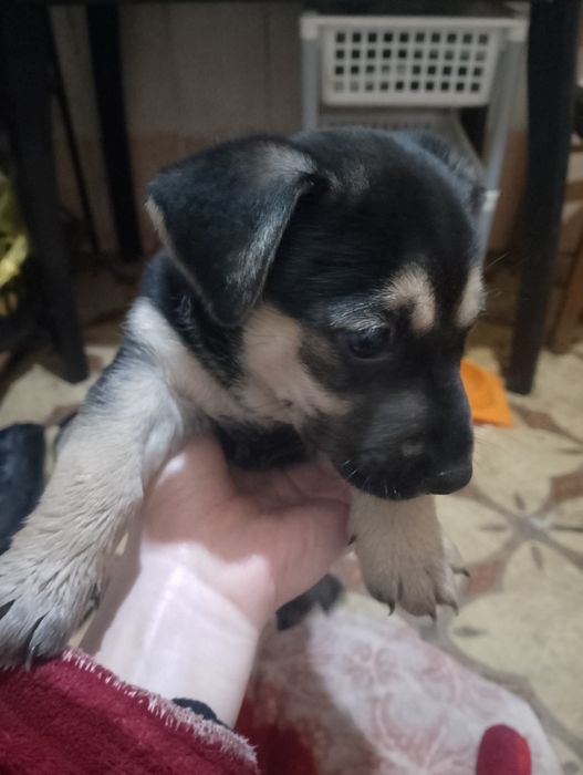 Отдам щенят порода карликовый пинчер