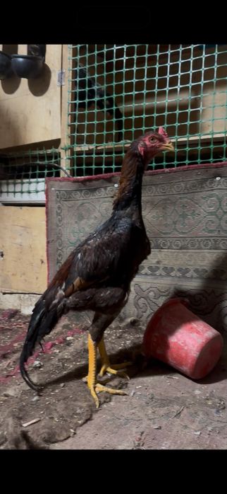 Дакан шөже сатылады