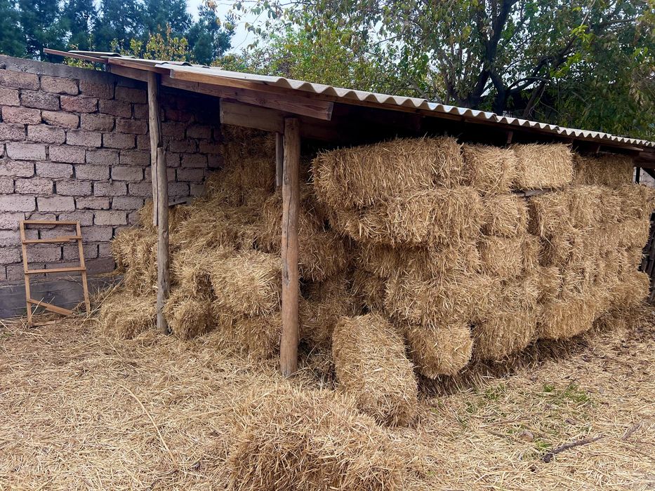 Сомон прес майин шу йилги