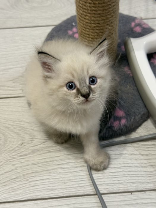 Котенок Ластик, мальчик