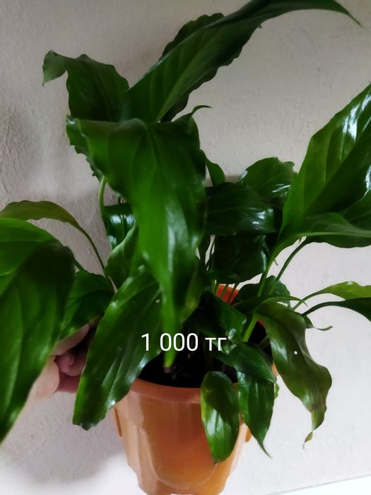 Комнатные цветы разные