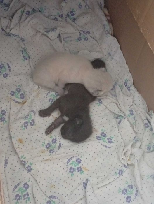 Отдам котят в хорошие добрые руки