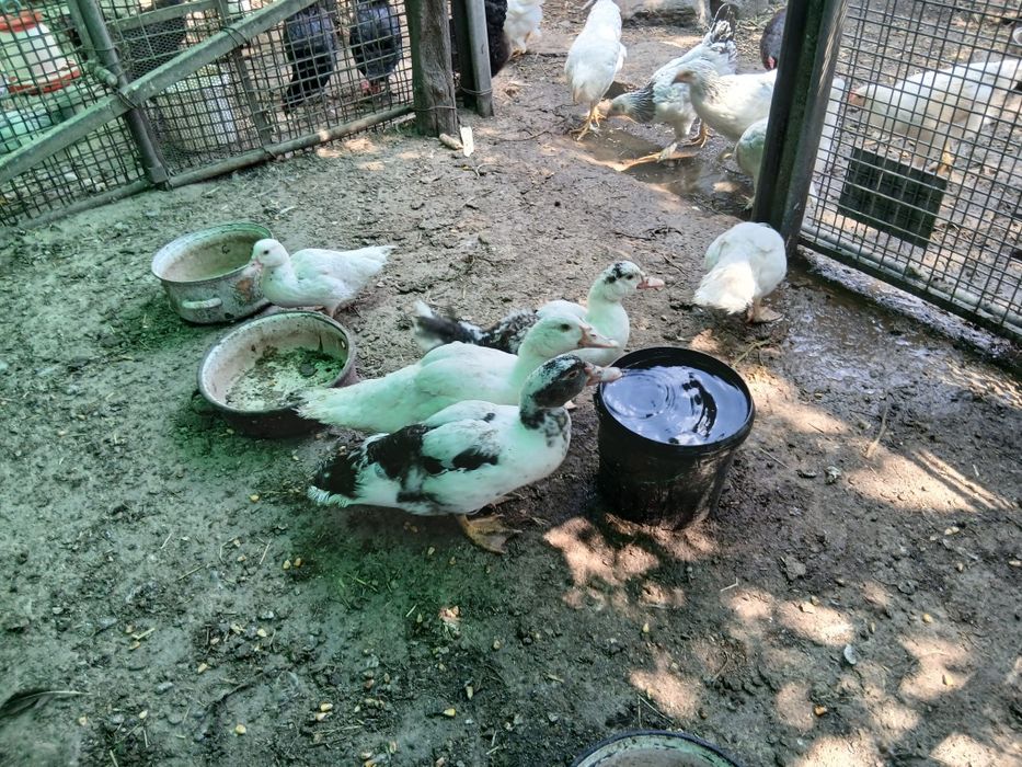 Vând 6 boboci de rață mute.