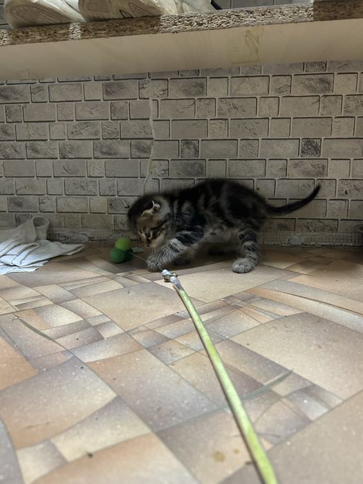 Продам котенка вислоухого