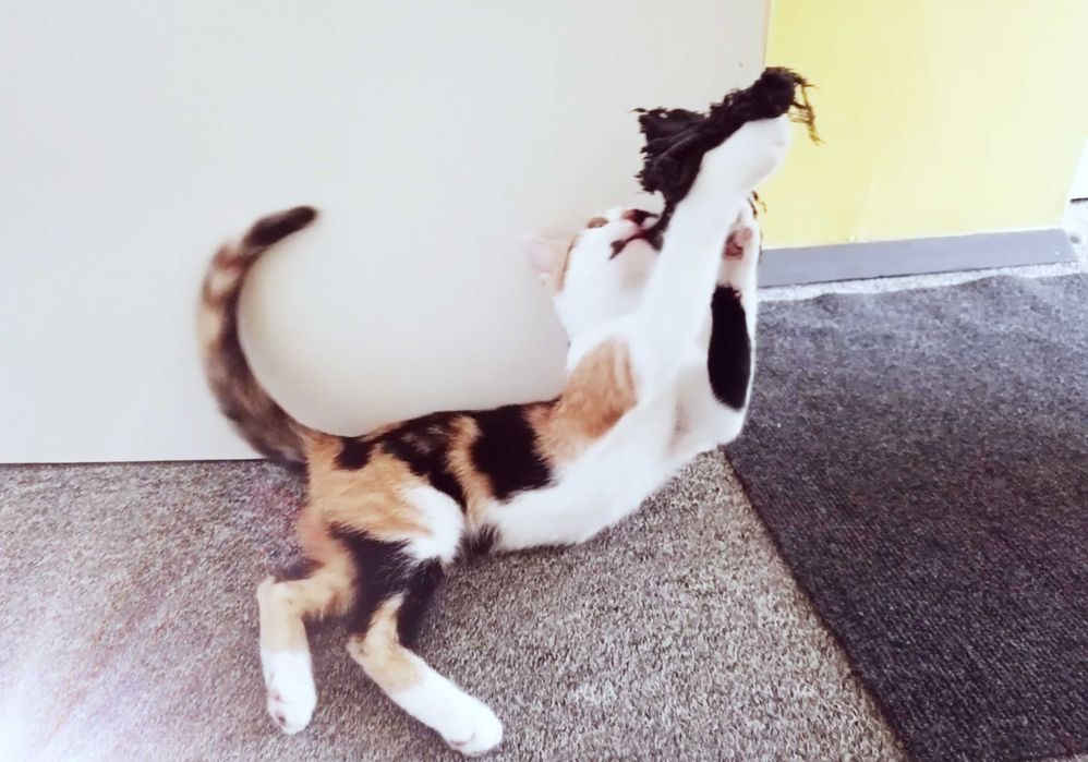Подарявам малко котенце/ Kleine Katze zu verschenken