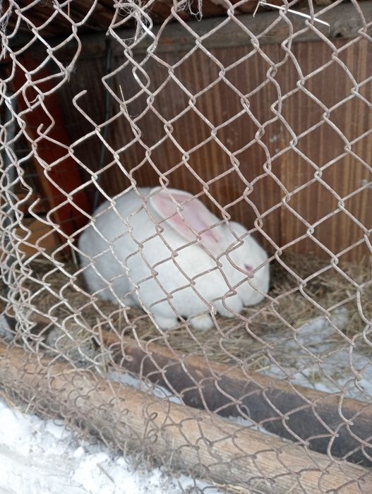 Кролики продаются, от 2.т.тенге
