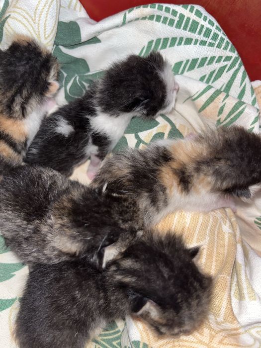 Котята маленькие