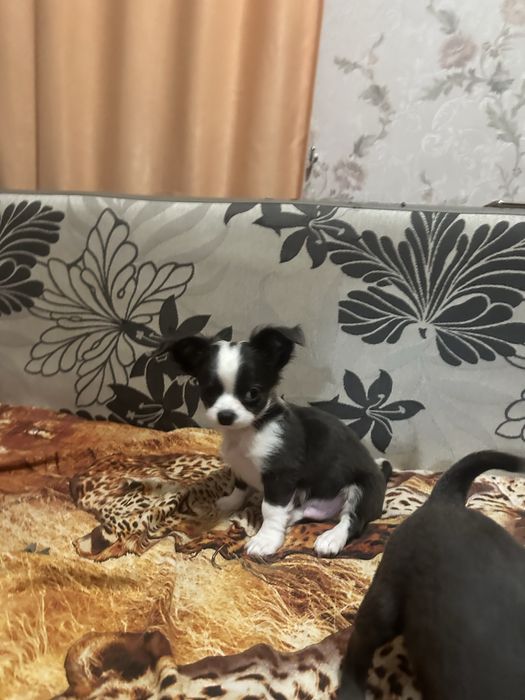 Щеночки чихухуашечки