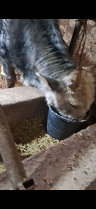 Швет навослар сотилади 2та бир жойда