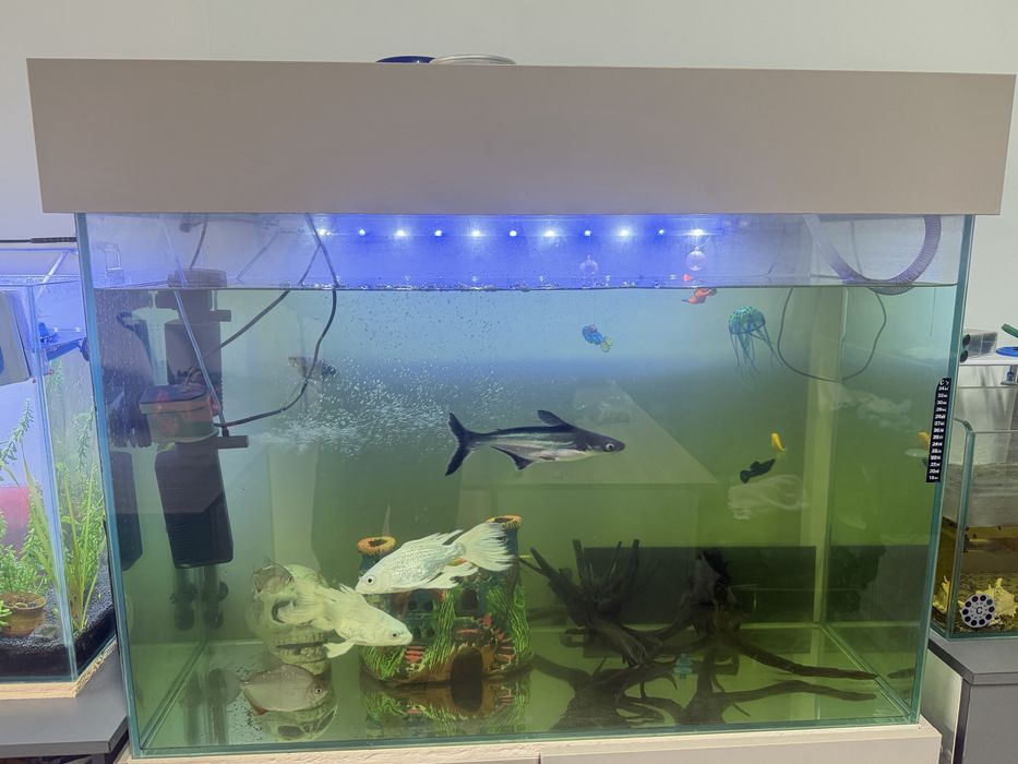 Аквариму с рыбками зоводской в сборе 300л