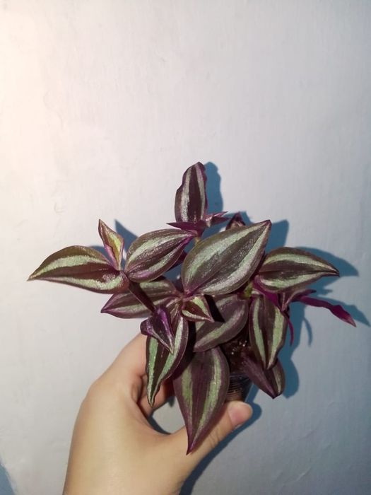 Цветы продажа петропавловск