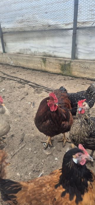 3 Cocoși de vanzare