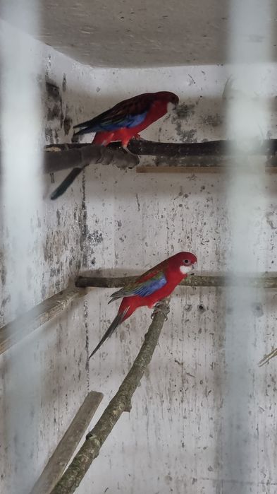 De vânzare diferite feluri de papagali si hamsteri pitici