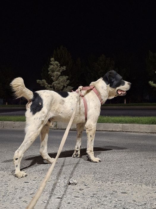 Алабаи 1 Жасар Келістірып Беріп жберемін