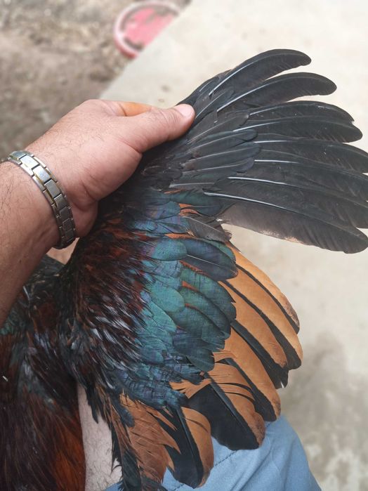 Dakan O SHamo imperia