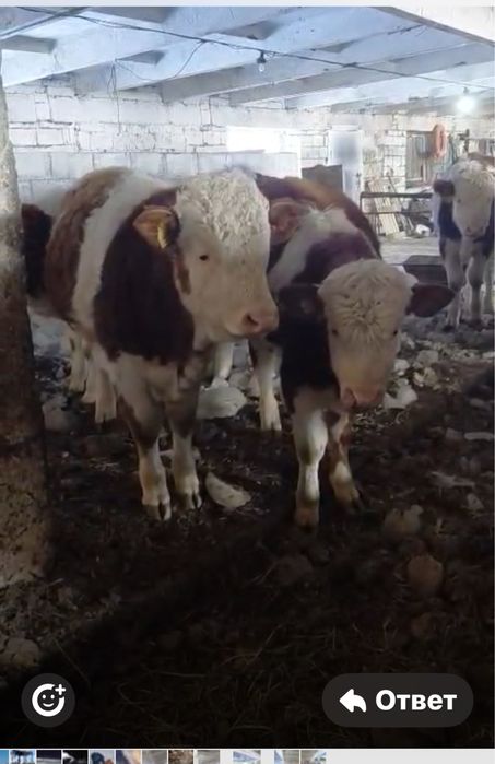 Продам Бычки симентал плем статус