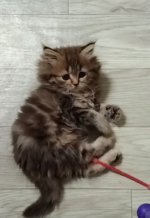 Шикарная девочка. Хайленд страйт.