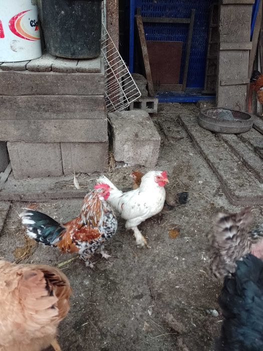 Vând cocoș american