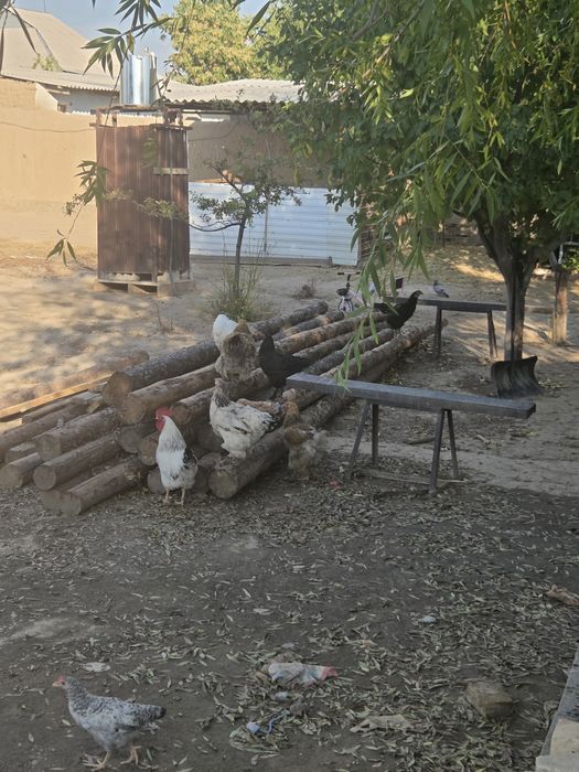 Тауык сатылады  бағасы