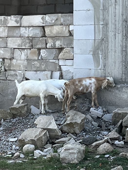 Продам козлят козлы нубийские